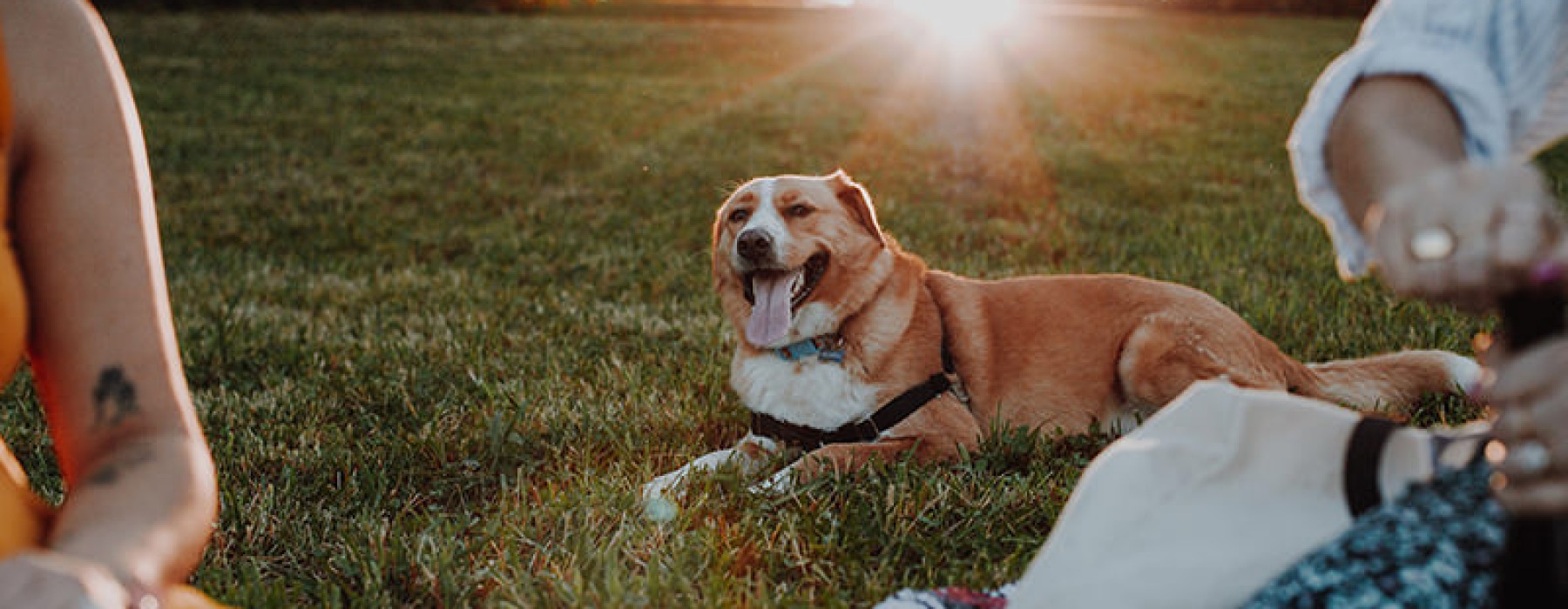 couple with dog at the park